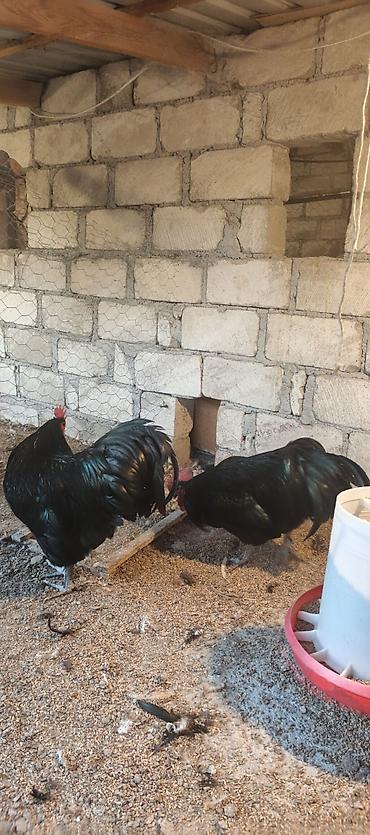 barter xoruz: Orjinal uzunquyruq avstralop cücə və yumurtası — 3