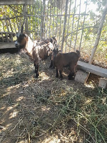 quzu qəlibi: 1 Bogazdi ekiz dogan kecidi cavan suduk damazdigdi birde balali — 5