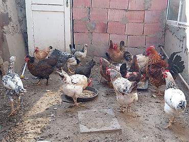 brama toyuqları: Курица, Для разведения, Самовывоз — 1