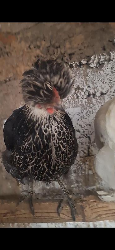 Куры, петухи: Продаю | Куры | Для разведения — 3