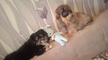 İtlər: Pekines, 3 ay, Dişi, Ünvandan götürmə