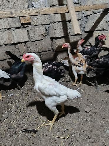 sultan quşu qiymeti: O shamo heyratilari.9 fere 1 bece 500 azn.Ag fere 130 azn.Kül fere 130 — 1