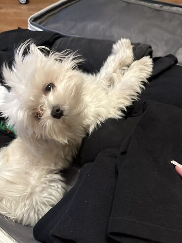 İtlər: Malta lapdogunun Damazlıq oğlanı satılır. cins: oğlan tamamilə — 4