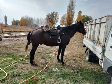 продаю в связи с переездом: Продаю | Жеребец | Кара Жорго | Для разведения | Осеменитель