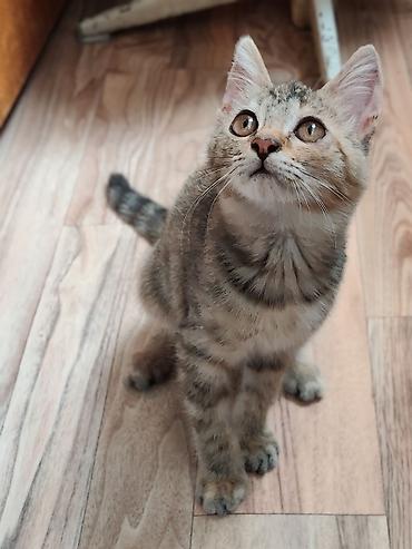 кошка купить: Кошка даром: Беспородная, 2 месяца, Девочка, Приучена к лотку — 1