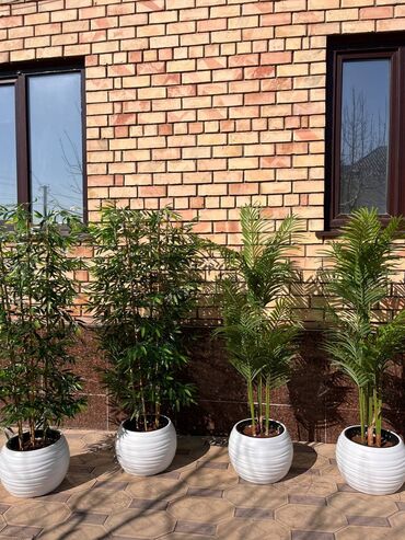 Декоративные цветы: Искусственные деревья и цветы — долговечный и стильный декор без at lalafo.kg — 16 Декоративные цветы: Искусственные деревья и цветы — долговечный и стильный декор без — 16