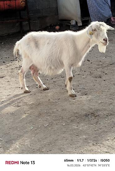 Козы, козлы: Продаю | Коза (самка) | Для молока — 13