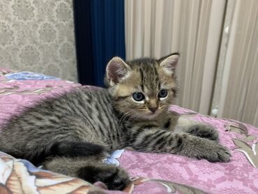 где можно купить собаку мальтипу: Tabbi, Erkək, Yaxşı əllərə, Ünvandan götürmə lalafo.az -da где можно купить собаку мальтипу: Tabbi, Erkək, Yaxşı əllərə, Ünvandan götürmə