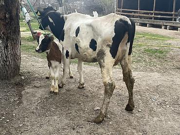 Коровы, быки: Продаю | Корова (самка) — 1