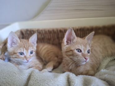 русская голубая кошка котята: 3 месяца, Девочка, Приучена к лотку
