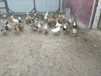 Ördəklər: İsdeye görə dəyişir .Müddəti isdeses təmizlənmiş de -da lalafo.az — 14 Ördəklər: İsdeye görə dəyişir .Müddəti isdeses təmizlənmiş de — 14