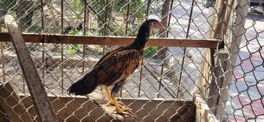 Xoruzlar: Xoruz, Heyratı, il: 1, Ünvandan götürmə — 17