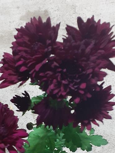 Размещение рекламы: В продаже комнатные цветы и многолетние садовые цветы. 1. Алое вера — 21