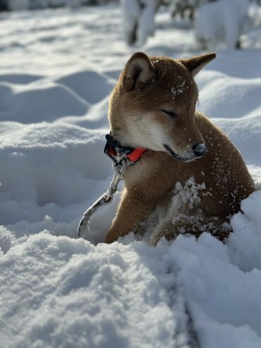 Продажа собак: Сиба-ину, 3 месяца, Самец, С прививкой — 10