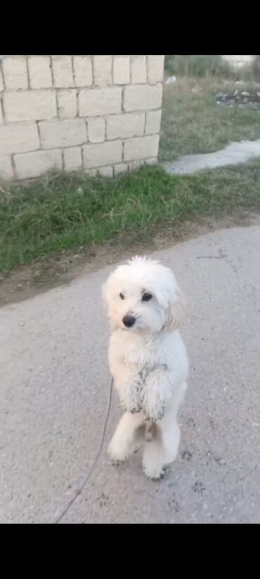 мальтипу купить в баку: Miniatür ağ it – pişik tüklü, qıvrım-ağ rəngli kürk, qara gözlər və