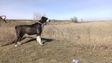 Вязка собак: Вязка: Алабай, Самец, 3 года