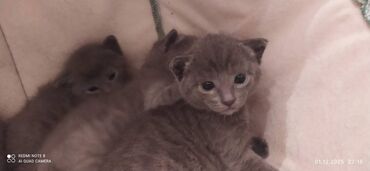 Pişiklər: Britan, Erkək, Dişi — 9