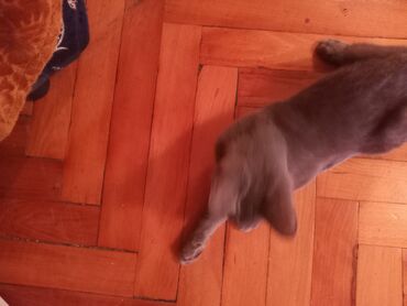 Pişiklər: Şotland, Erkək, Yaxşı əllərə — 3