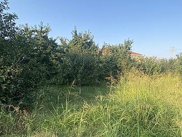 Digər tikinti materialları: 20 sot torpaq sahəsi 25 gilas agacı 11 göyçə sortu alça agacı 4 gavalı -da lalafo.az — 16 Digər tikinti materialları: 20 sot torpaq sahəsi 25 gilas agacı 11 göyçə sortu alça agacı 4 gavalı — 16