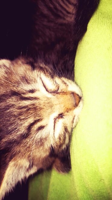 шатланский кот: Возраст: 3 месяца пол: девочка расцветка: полосатая чистая, без