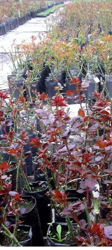 Rose saplings: Саженцы роз в контейнерах - Ассортимент садовых роз (разные сорта и — 1