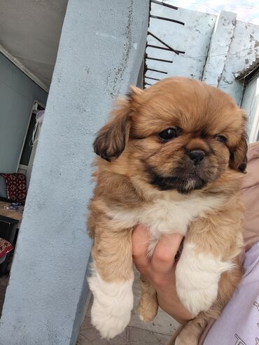İtlər: Pekines — 6