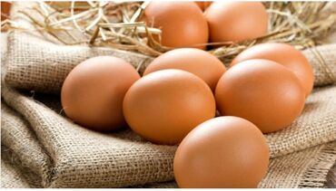 Птицы: Продаю инкубационные яйца кур несушек кросса ломан браун. жумуртка
