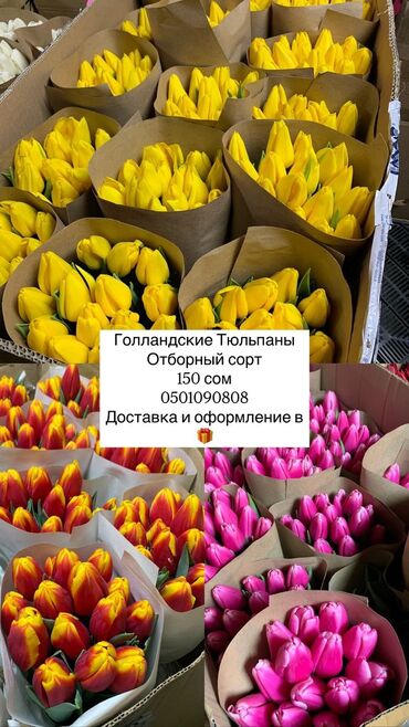 Цветы и букеты: В наличии Голландские тюльпаны Отборный сорт, доступны в разных