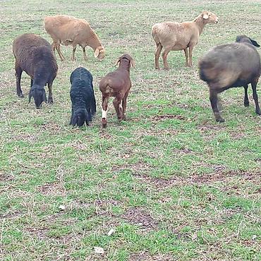 Баран, овца: Продаю | Овца (самка) | Арашан | Для разведения | Котные — 5