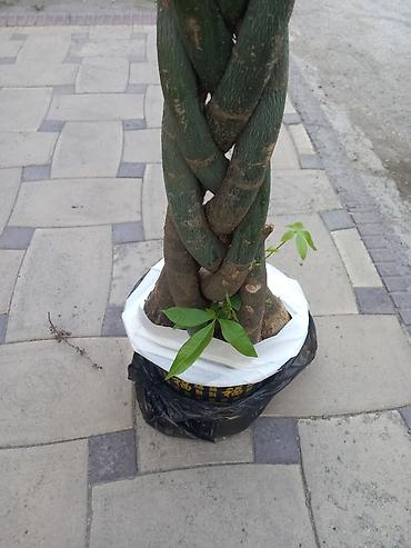 пахира цветок: Платная доставка — 3