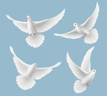 голуби домашние: Куплю белых голубей 10-20шт. По цене пишите в личку