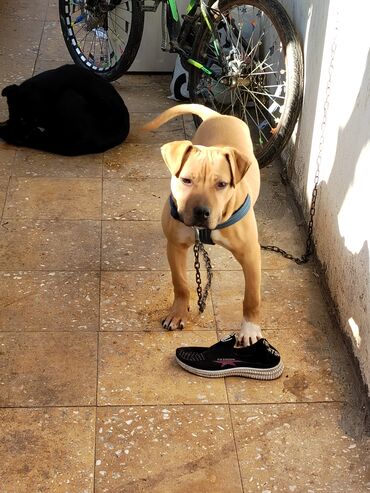 barter itle: Pitbul, 1 il, Erkek