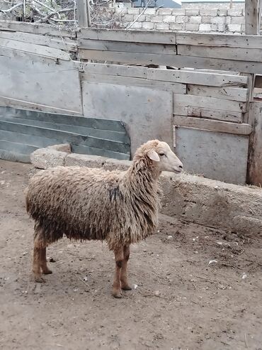 Qoyunlar, qoçlar: Razılaşmaq olar hamsı Erkəkdi qurbanlıqa yararlıdılar — 12