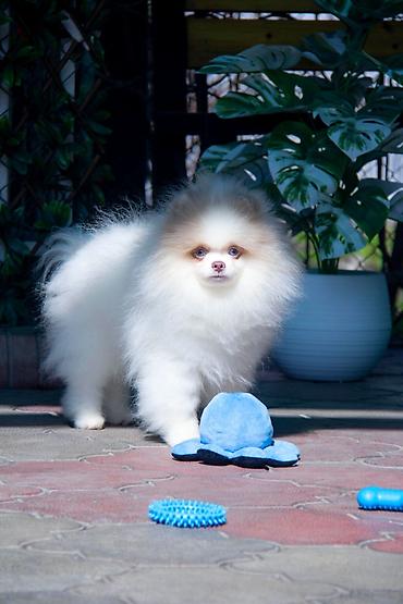 Продажа собак: Шпиц, 5 месяцев, Самец — 13