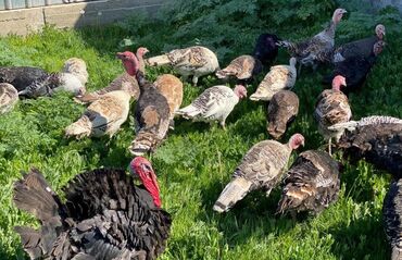 Индюки: Продаю | Индюк (самец) | Для разведения | Племенные — 1