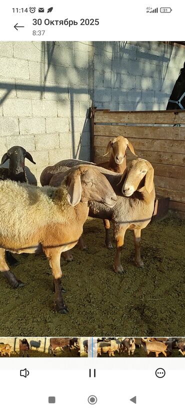 молоко воз: Продаю | Овца (самка) | Для разведения | Племенные