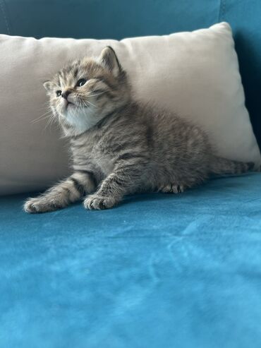 Pişiklər: Şotland, Erkək — 4