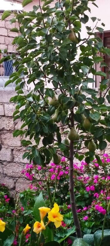 Həyət evləri və villaların satışı: Bakıxanov qəs. 3 otaqlı, 100 kv. m, Orta təmir — 13