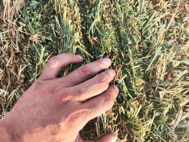 продам ячмень оптом: Продам тюки в предтеченке с поля
