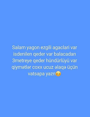 samovar satilir: Yagon (ezgili) ağacları satılır. İstənilən sayda mövcuddur: balacadan — 1