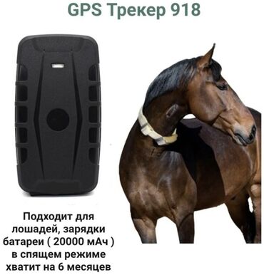 GPS трекеры: GPS-трекер, вид животного: лошади, для всех видов животных