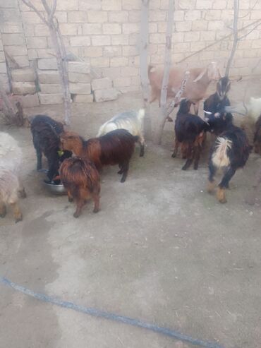 Keçilər, çəpişlər: Satılır – xırda təsərrüfat üçün keçilər qrupu - Növ: yerli qarışıq — 7