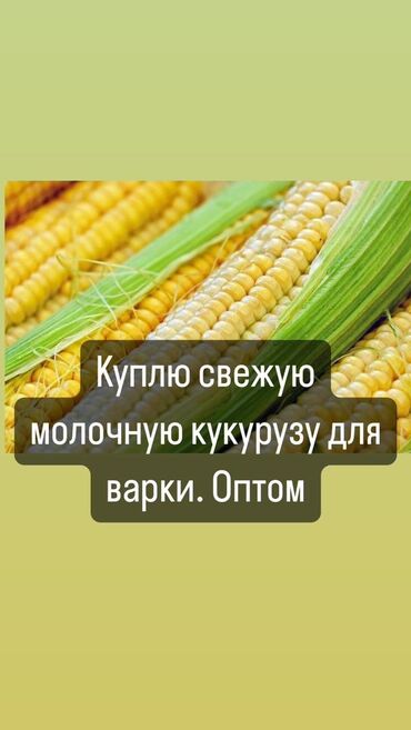 Овощи: Кукуруза Оптом