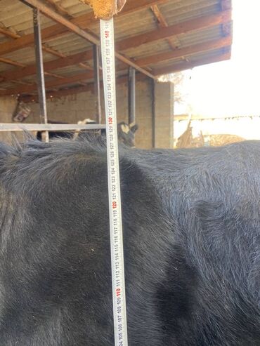 Коровы, быки: Продаю | Корова (самка) | Голштин | Для молока | Стельные — 9