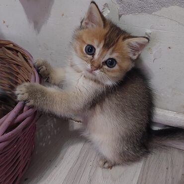 Pişiklər: Qızıl şinşilla, Dişi, Ünvandan götürmə — 22