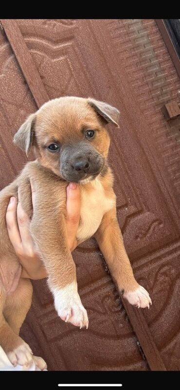 аквариумные рыбы купить: 2 ay, Dişi