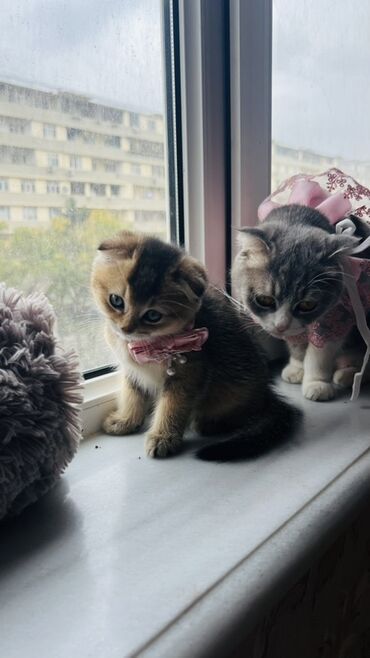 Pişiklər: Dişi — 15