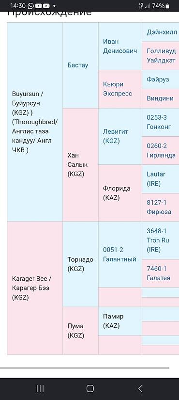 кандек собака: Продаётся жеребец по кличке Кара Мырза 4 года. высококровной — 6