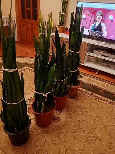 xolikan bitkisi: Sansevieria (Qayın dili) otaq bitkiləri - Növ: Sansevieria — 1