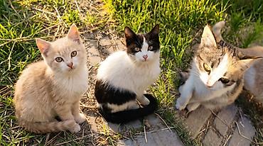 где купить кошку в бишкеке: 🐱 Отдам 3 котят в добрые руки! ❤️ У нас во дворе живут три милых — 2